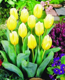 Tulpen Sweetheart